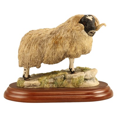 Lot 1062 - A Border Fine Arts "Black Faced Tup" B169, 12...