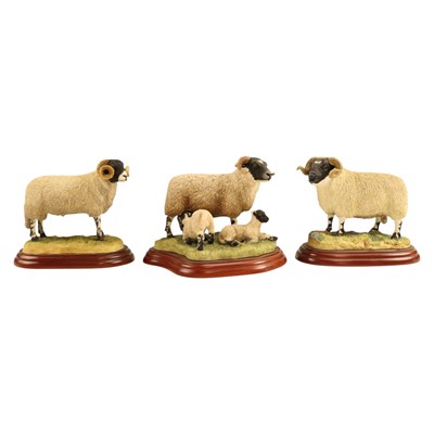 Lot 1065 - A Border Fine Arts "Black Face Ewe & Lambs"...