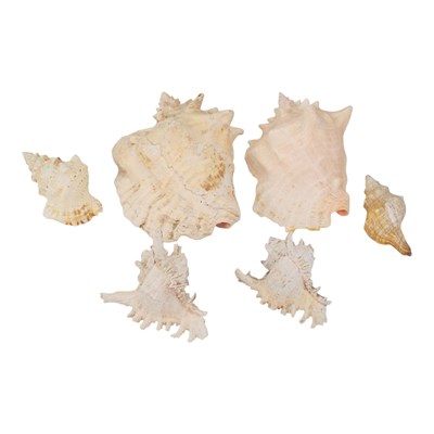 Lot 484 - Conch and other tropical sea shells, largest...