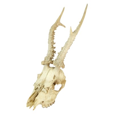 Lot 530 - A roe deer skull with antlers