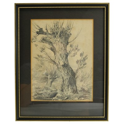Lot 1525 - A graphite study of a large willow tree,...